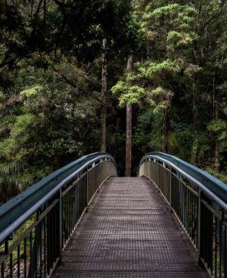 bridge in jungle